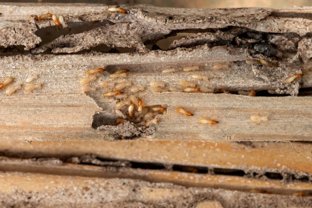 Best Best Pest Control Companies  in Combine, TX